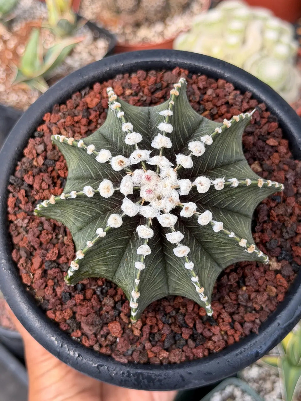 Gymnocalycium VOS1241 Rare Collector Cactus #813 – WYSIWYG