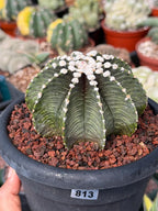Gymnocalycium VOS1241 Rare Collector Cactus #813 – WYSIWYG