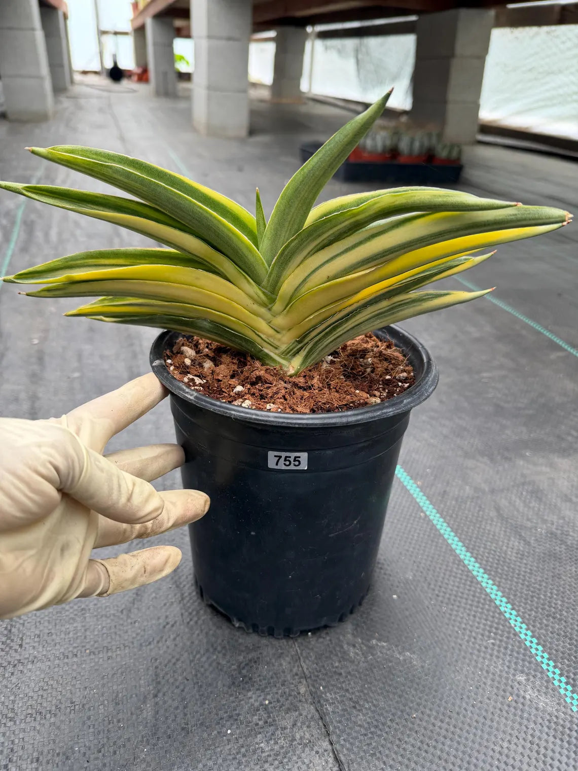 Variegated Sansevieria Suriyothai Live Plant #755