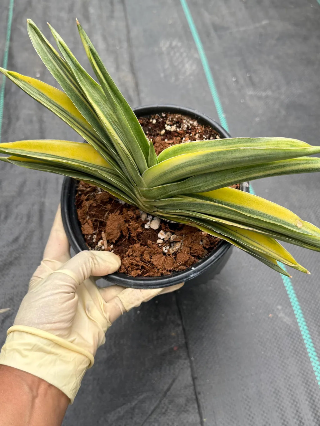 Variegated Sansevieria Suriyothai Live Plant #755