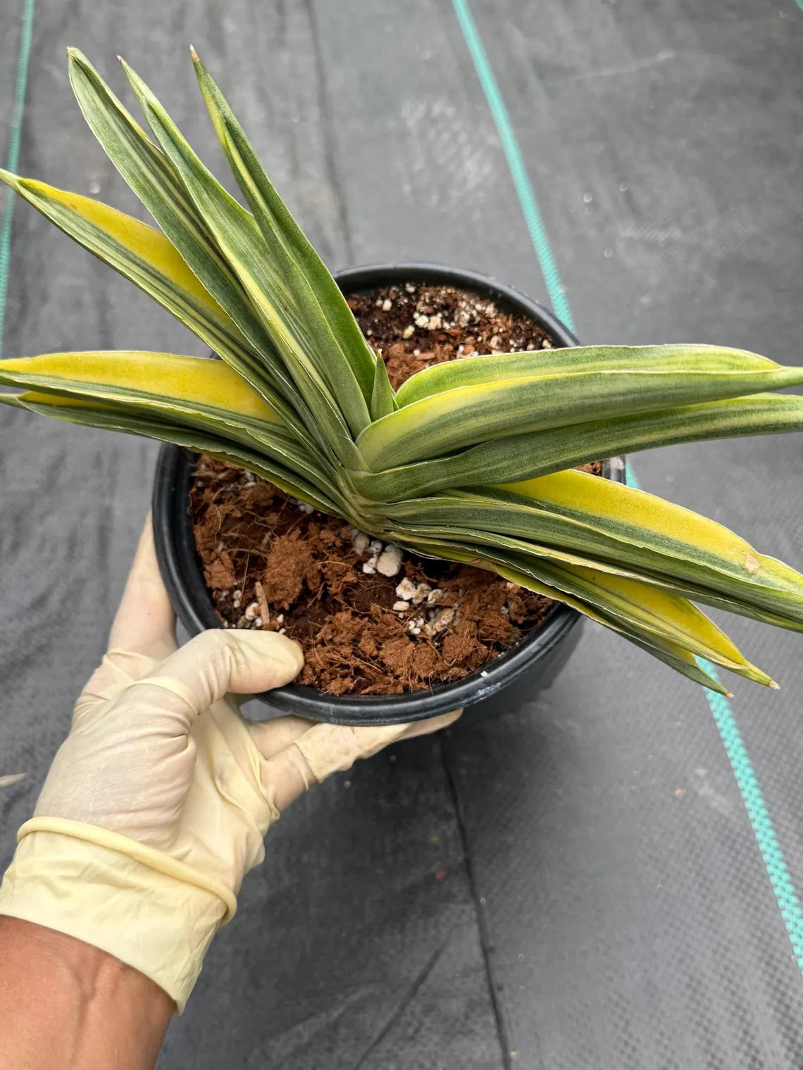Variegated Sansevieria Suriyothai Live Plant #755
