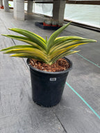 Variegated Sansevieria Suriyothai Live Plant #755