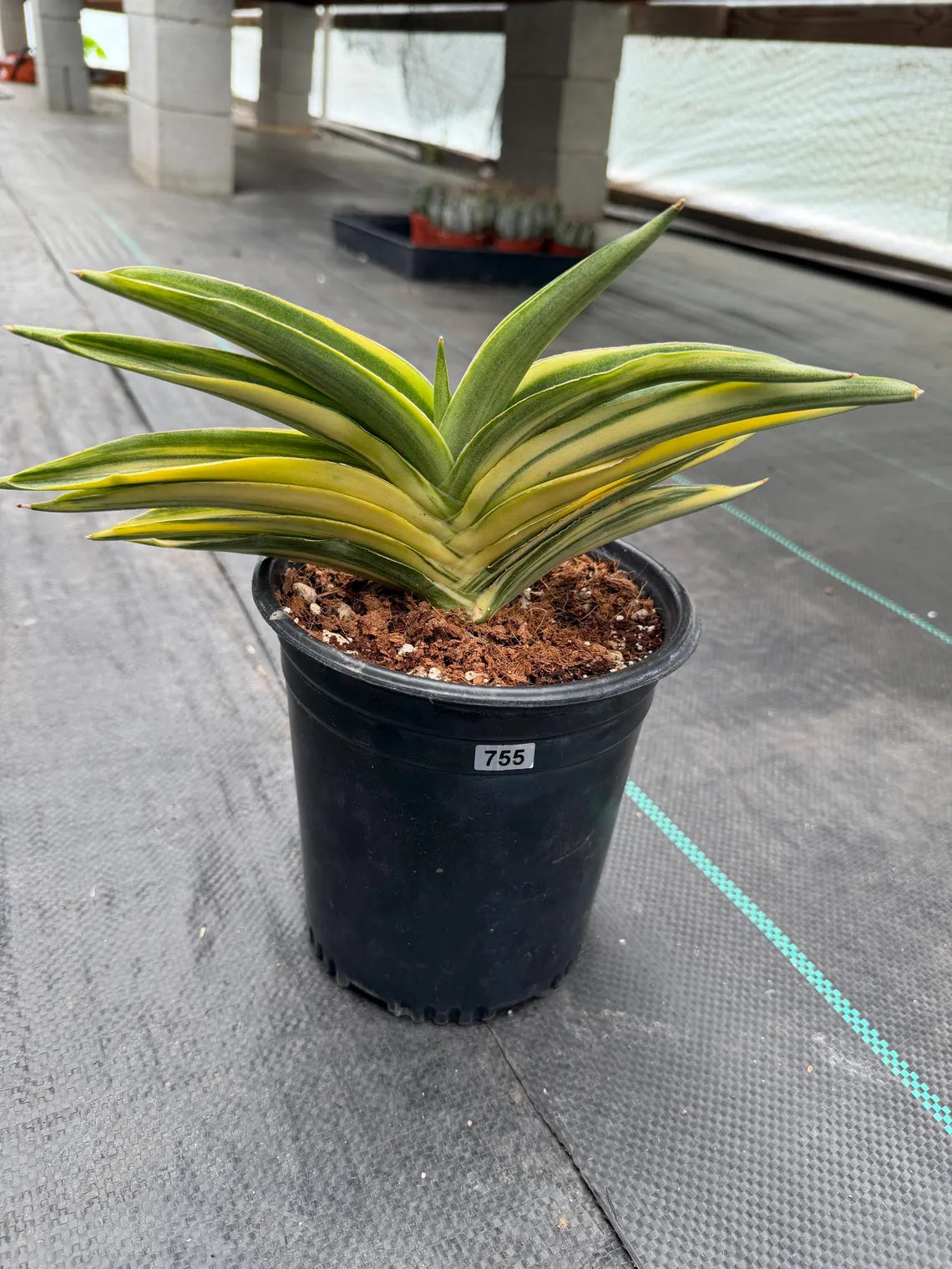 Variegated Sansevieria Suriyothai Live Plant #755
