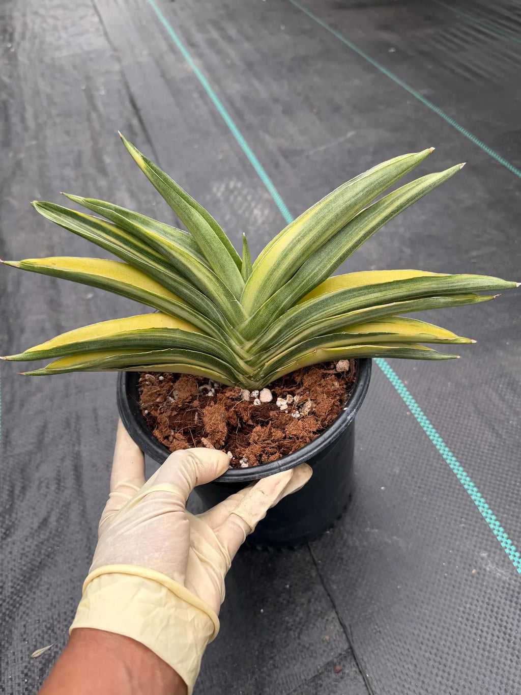 Variegated Sansevieria Suriyothai Live Plant #755