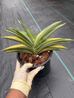 Variegated Sansevieria Suriyothai Live Plant #755