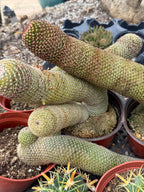 Mammillaria Matudae Walking Cactus with Pups | Rare 10” Columnar Succulent in 6” Pot | Live Collector Plant