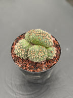 Crested Gymnocalycium Spegazzinii Cluster Cactus #752