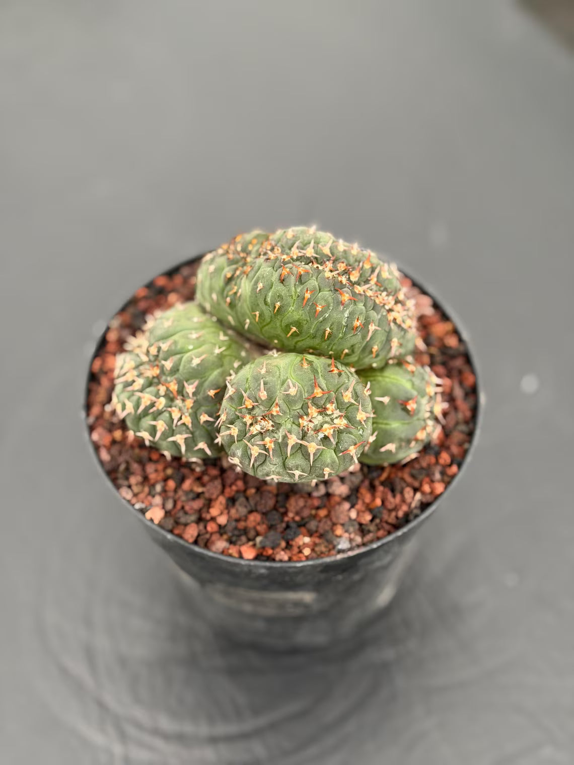 Crested Gymnocalycium Spegazzinii Cluster Cactus #752