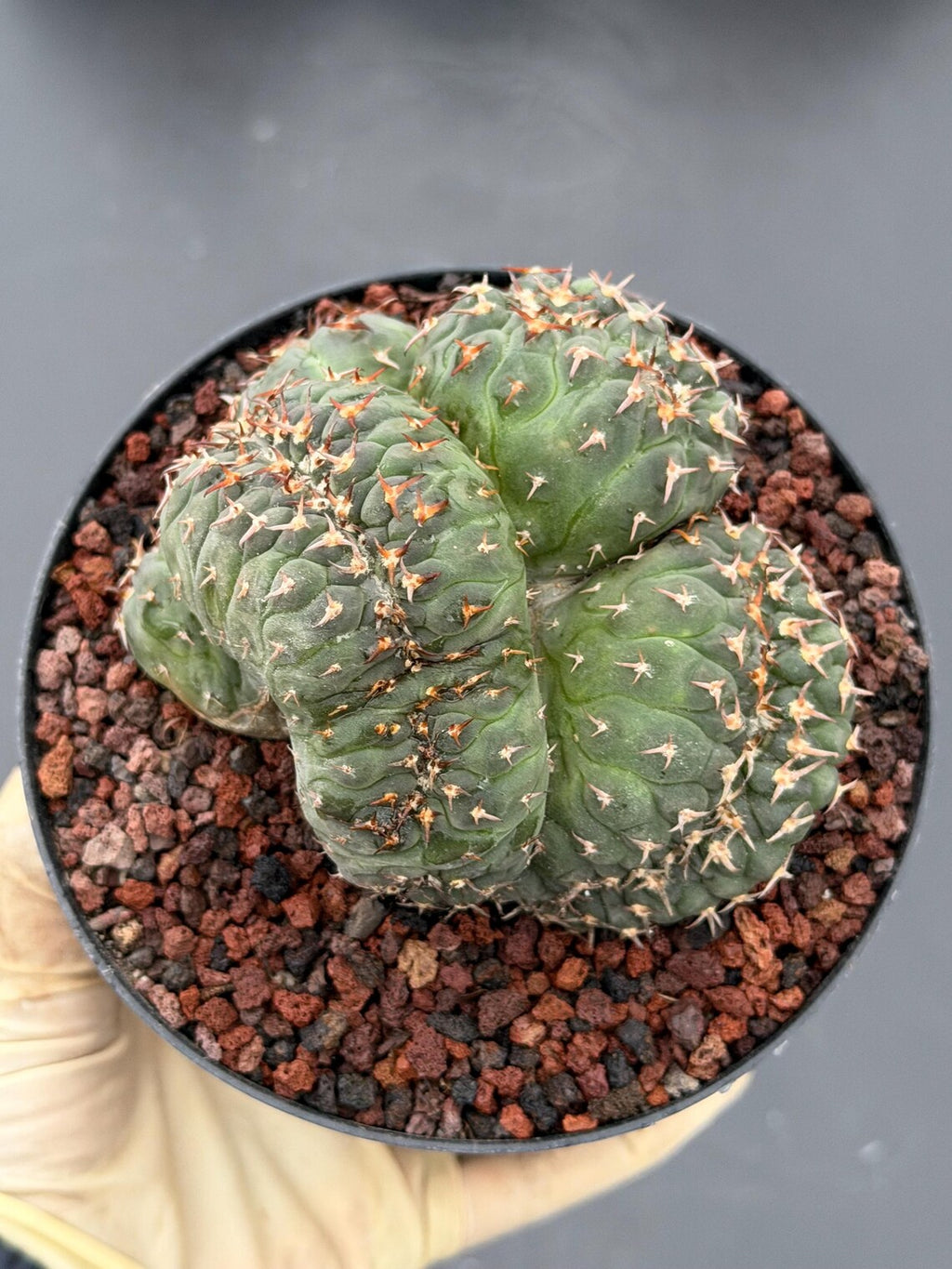 Crested Gymnocalycium Spegazzinii Cluster Cactus #752