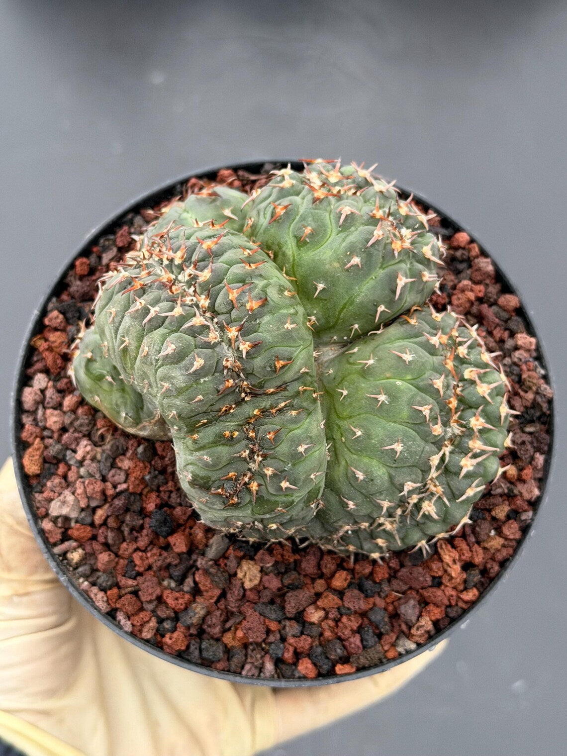 Crested Gymnocalycium Spegazzinii Cluster Cactus #752