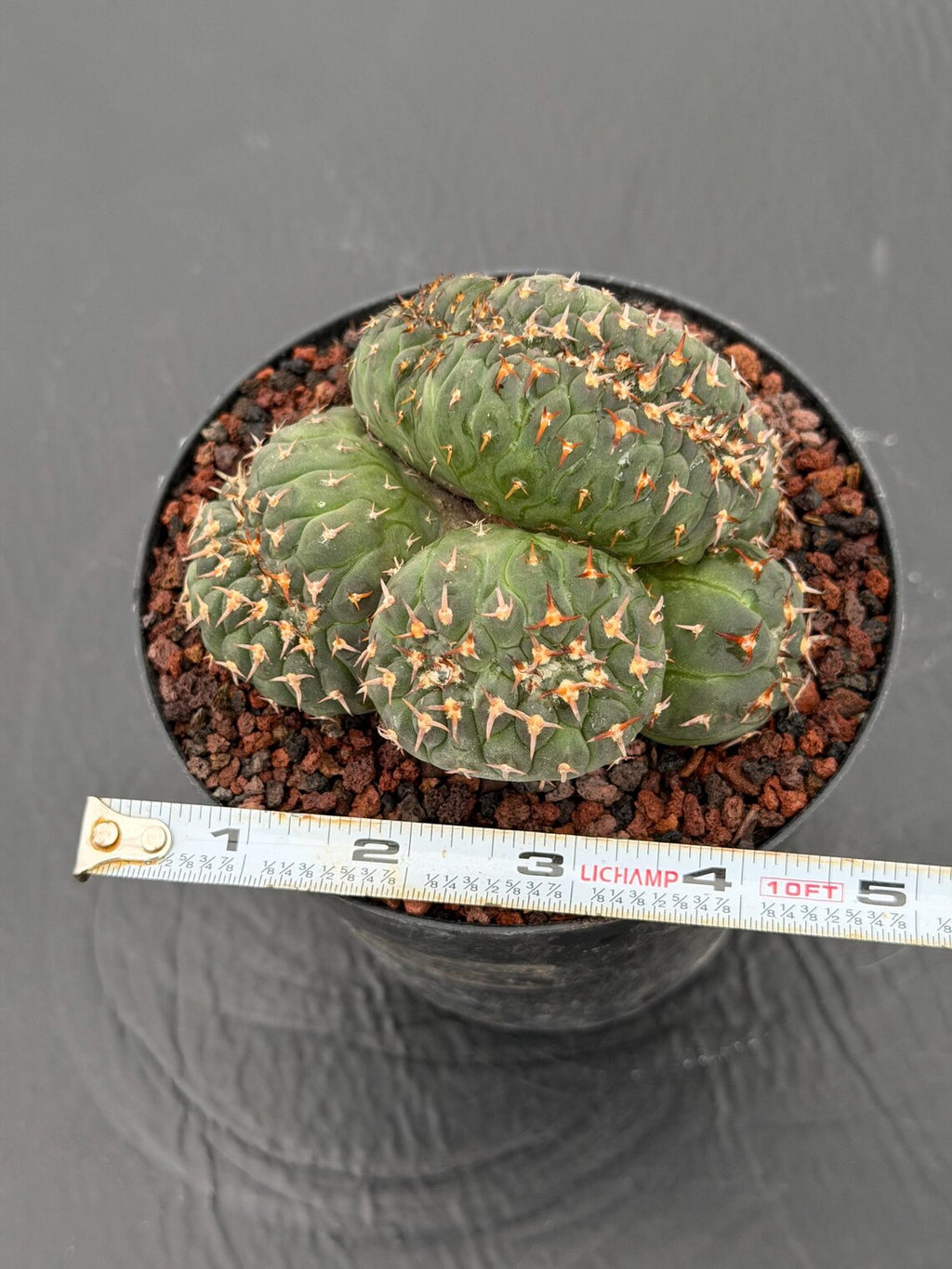 Crested Gymnocalycium Spegazzinii Cluster Cactus #752