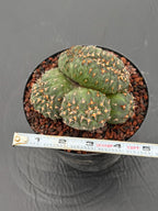 Crested Gymnocalycium Spegazzinii Cluster Cactus #752