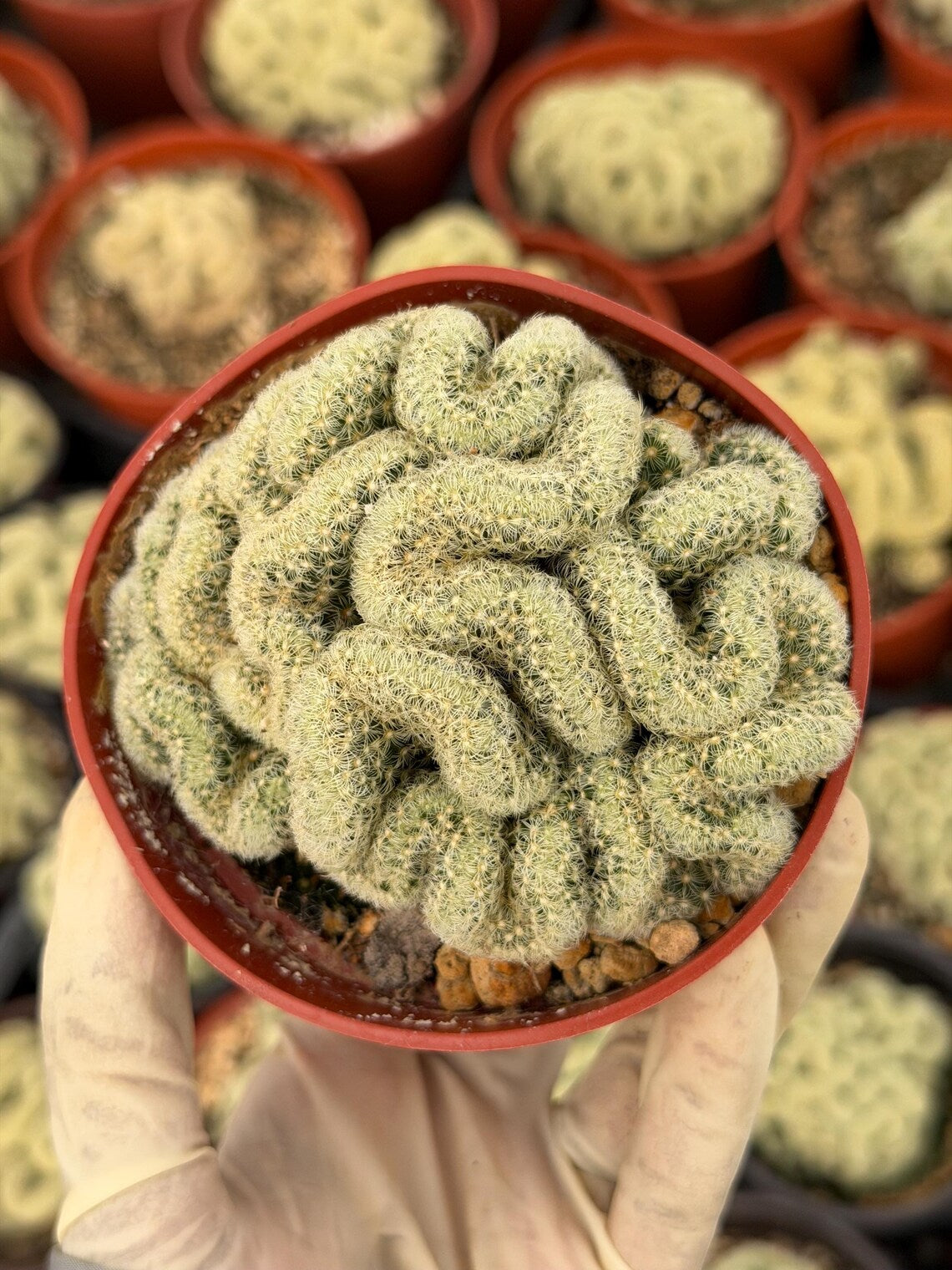 Brain Cactus Mammillaria elongata ‘Cristata’ – Rare Crested Succulent