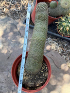 Mammillaria Matudae Walking Cactus with Pups | Rare 10” Columnar Succulent in 6” Pot | Live Collector Plant