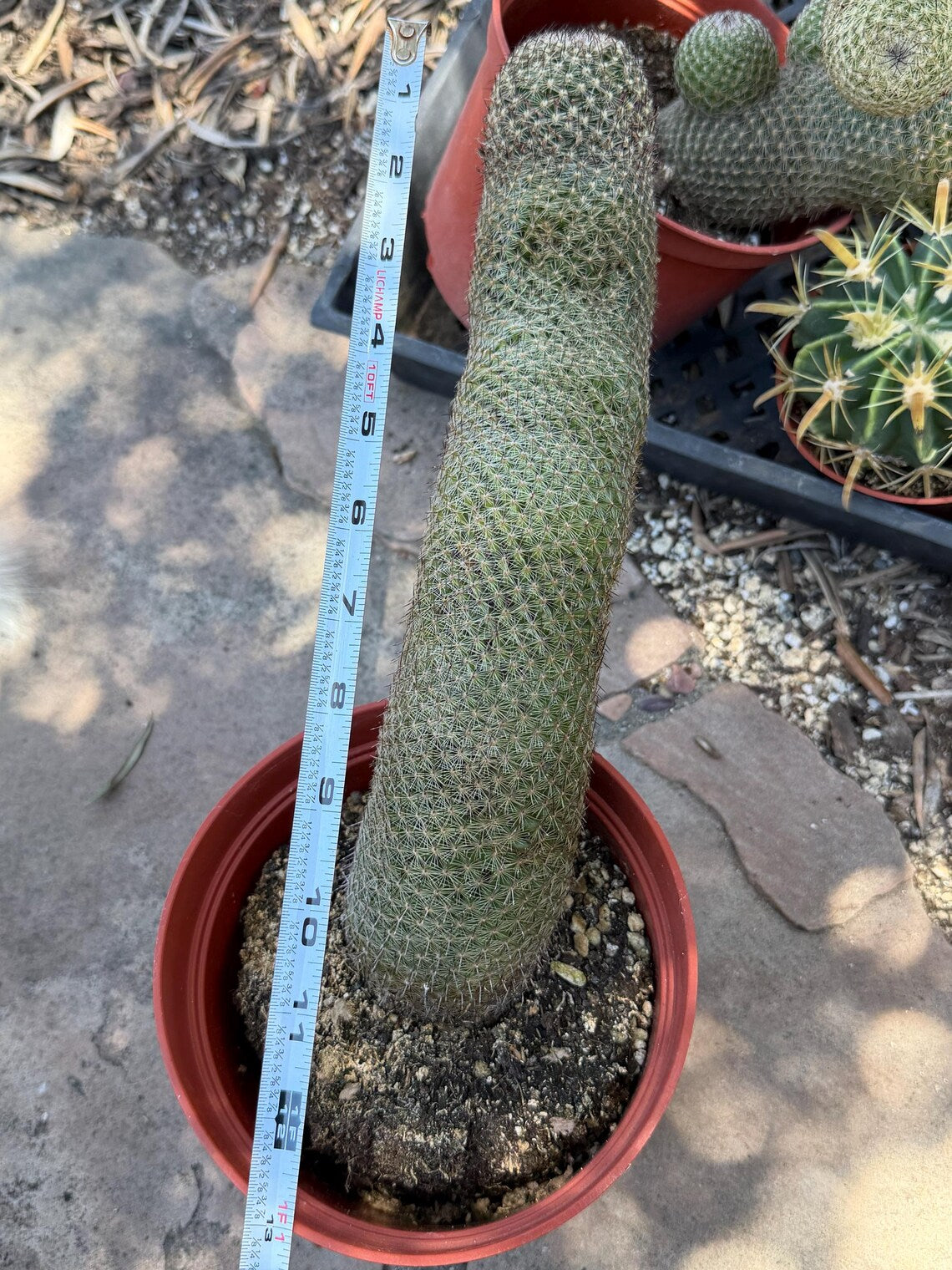 Mammillaria Matudae Walking Cactus with Pups | Rare 10” Columnar Succulent in 6” Pot | Live Collector Plant