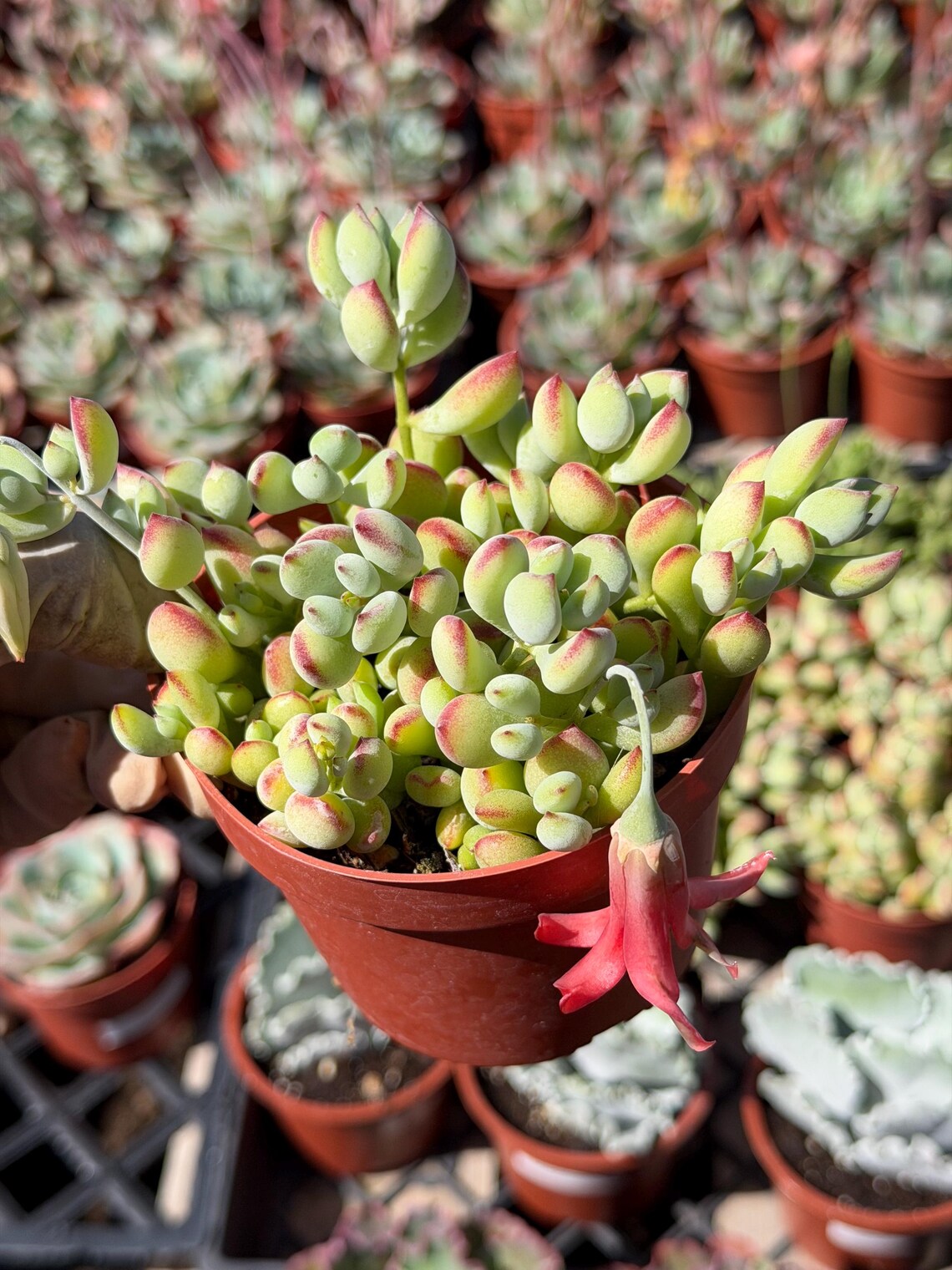 Cotyledon Pendens – Live Trailing Succulent