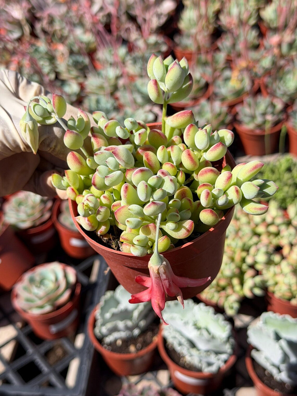 Cotyledon Pendens – Live Trailing Succulent