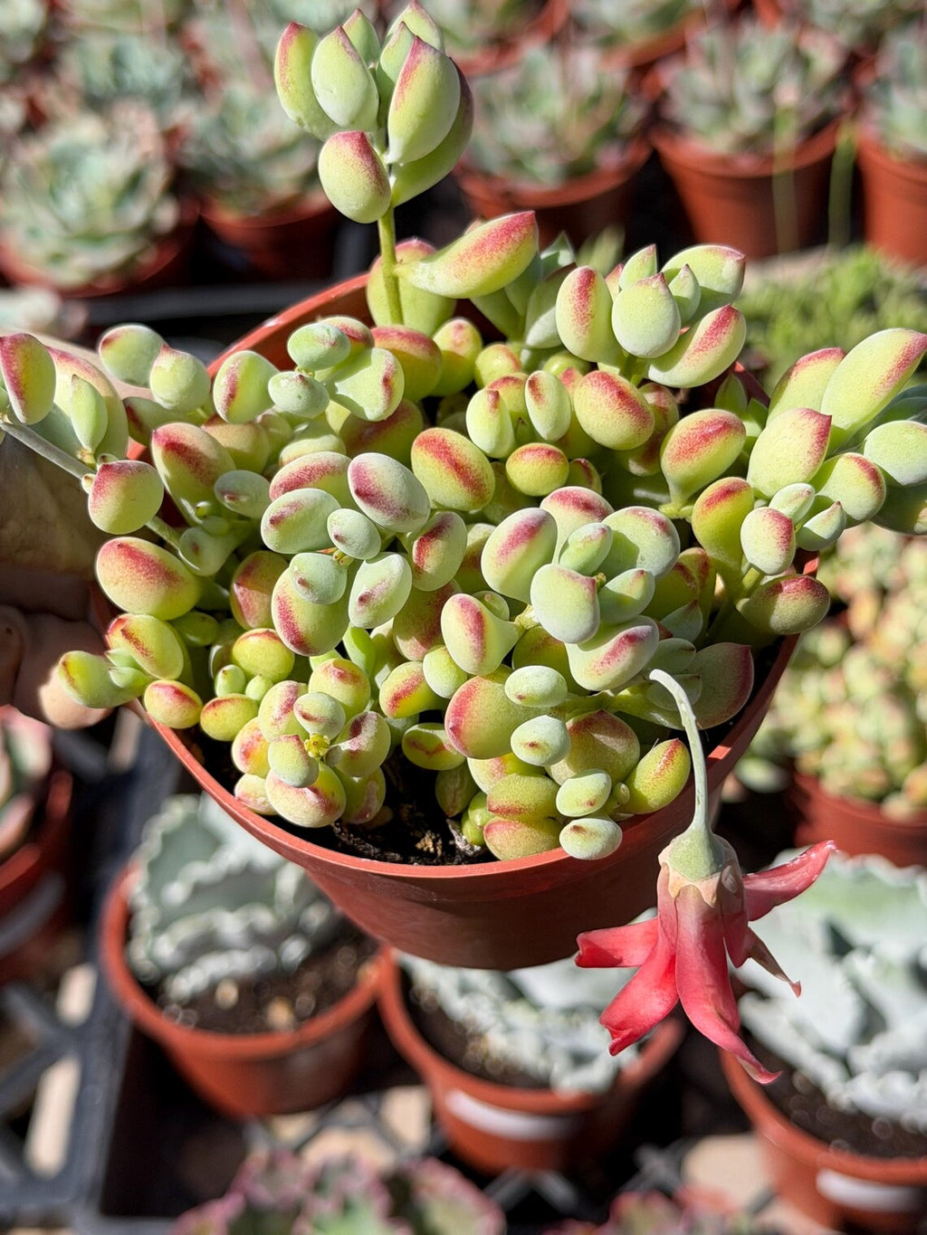 Cotyledon Pendens – Live Trailing Succulent