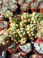 Cotyledon Pendens – Live Trailing Succulent