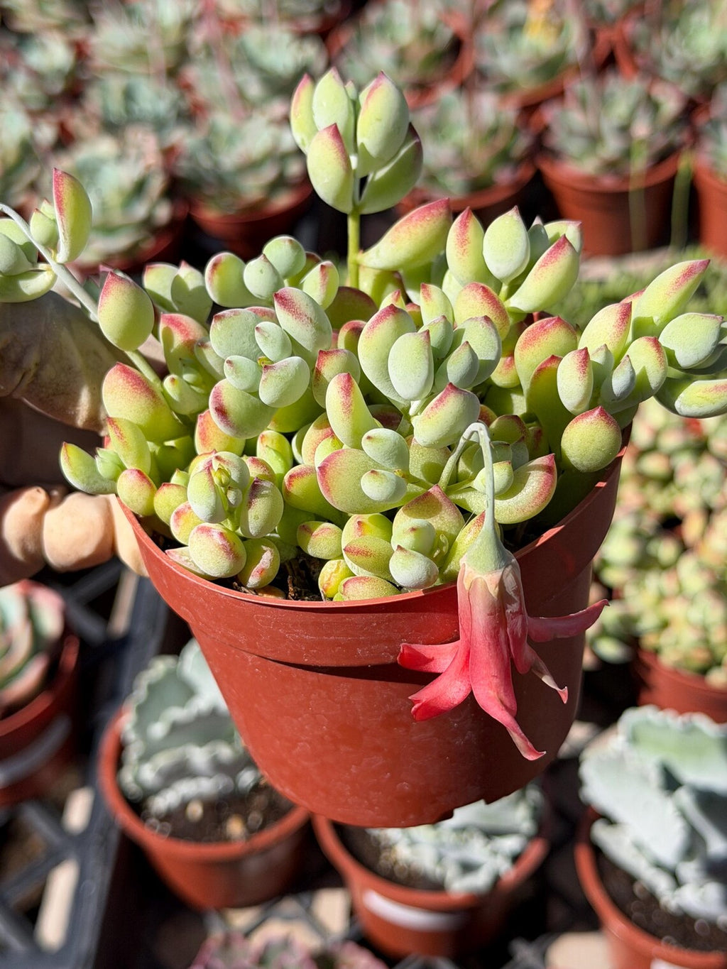 Cotyledon Pendens – Live Trailing Succulent