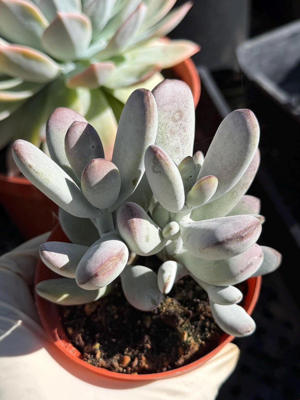 Potted succulent plant with soft, rounded leaves in a pot on a neutral background