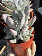 Potted succulent plant held by a hand with a blurred background