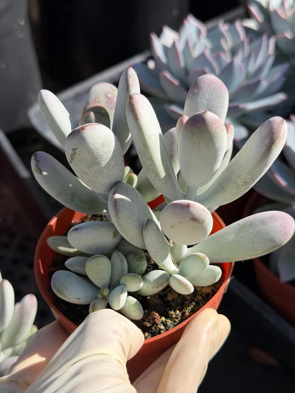 Person holding a potted succulent plant with a blurred background