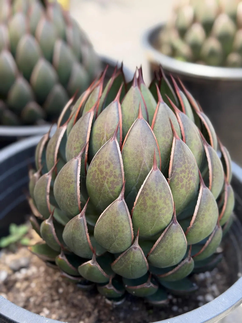 Mangave Praying Hand Cactus – Easy Care Succulent, Rare Plant Gift