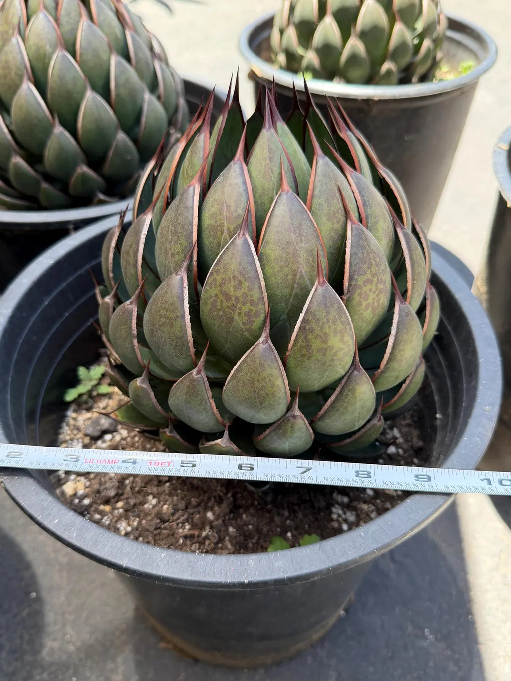 Mangave Praying Hand Cactus – Easy Care Succulent, Rare Plant Gift