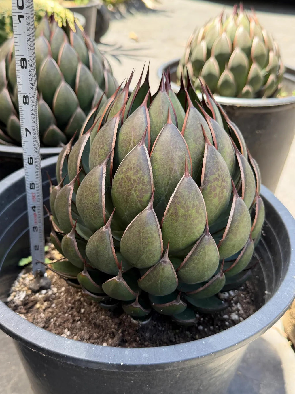 Mangave Praying Hand Cactus – Easy Care Succulent, Rare Plant Gift