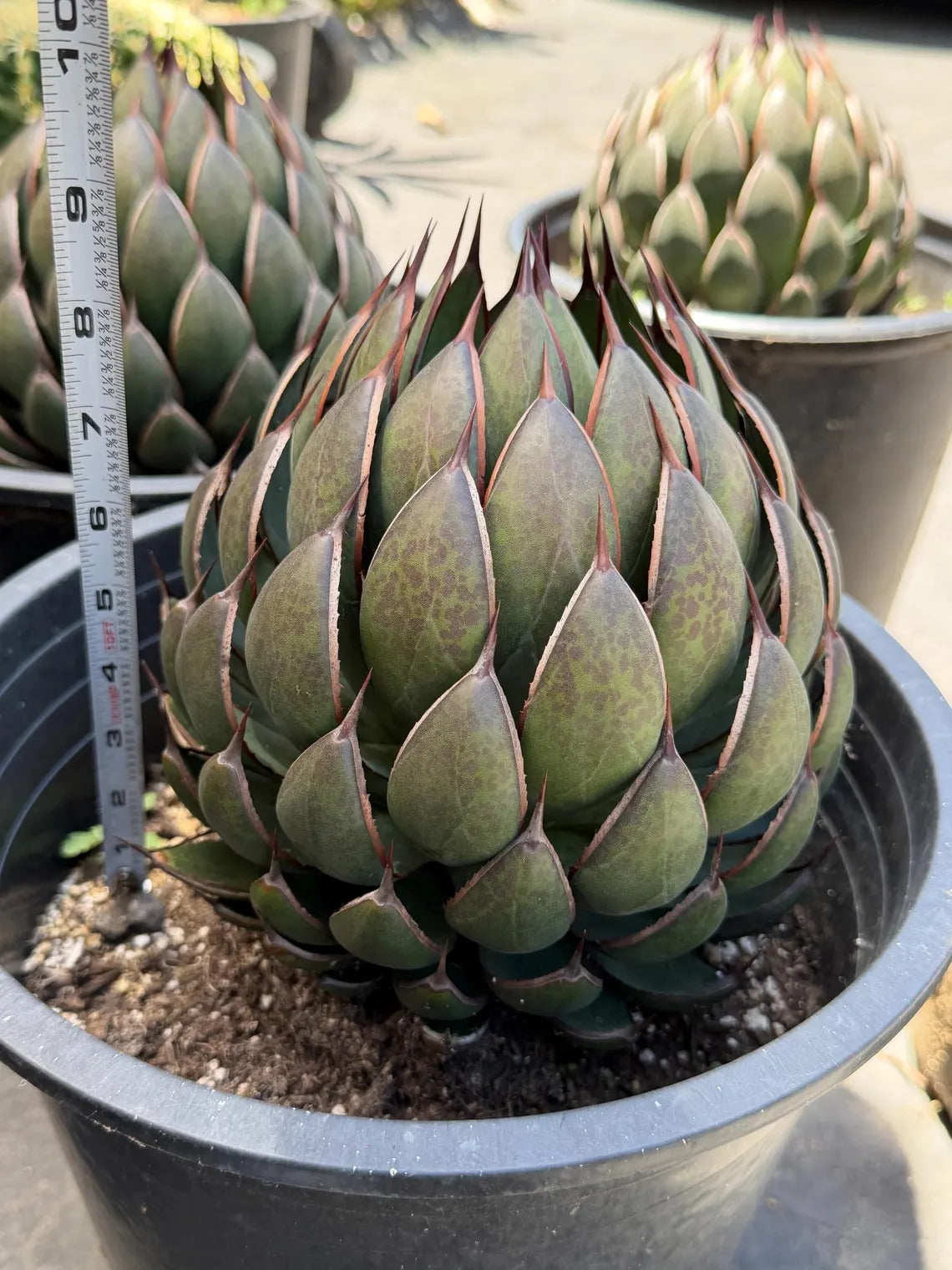 Mangave Praying Hand Cactus – Easy Care Succulent, Rare Plant Gift