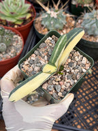 Rare Variegated Haworthia Succulent | Live Collector Plant #27