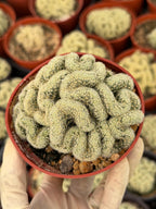 Brain Cactus Mammillaria elongata ‘Cristata’ – Rare Crested Succulent