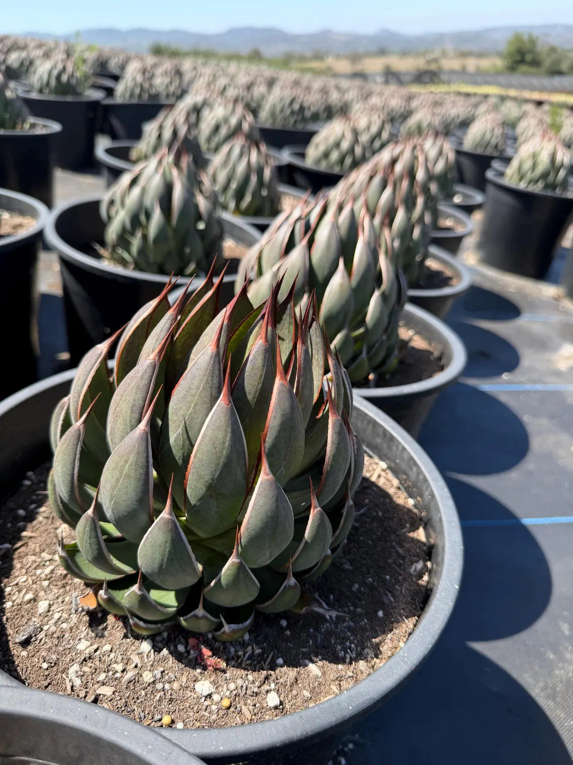 Mangave Praying Hand Cactus – Easy Care Succulent, Rare Plant Gift
