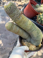 Mammillaria Matudae Walking Cactus with Pups | Rare 10” Columnar Succulent in 6” Pot | Live Collector Plant