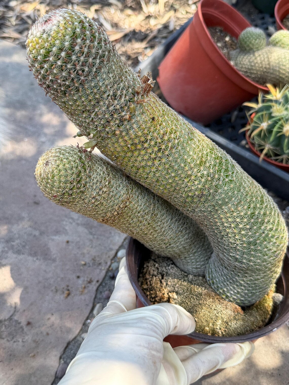Mammillaria Matudae Walking Cactus with Pups | Rare 10” Columnar Succulent in 6” Pot | Live Collector Plant