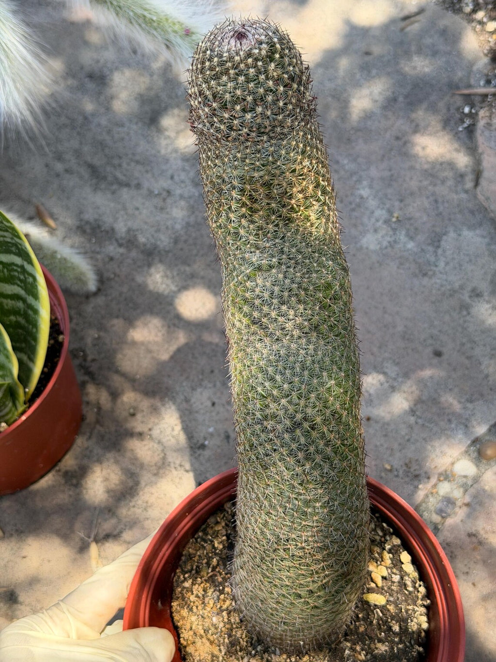 Mammillaria Matudae Walking Cactus with Pups | Rare 10” Columnar Succulent in 6” Pot | Live Collector Plant