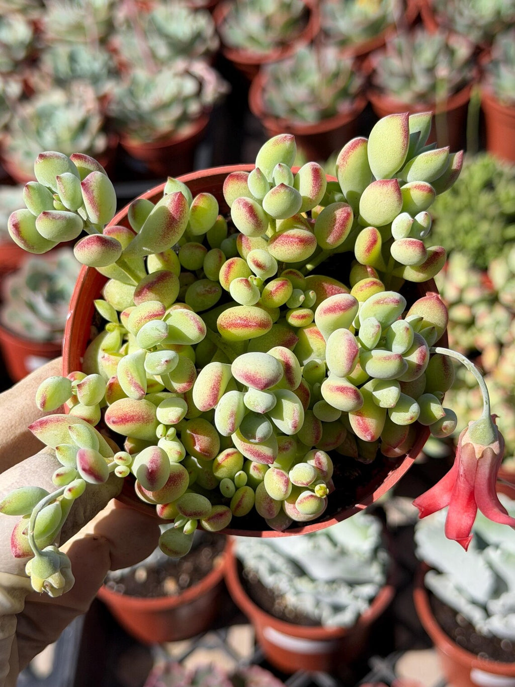 Cotyledon Pendens – Live Trailing Succulent