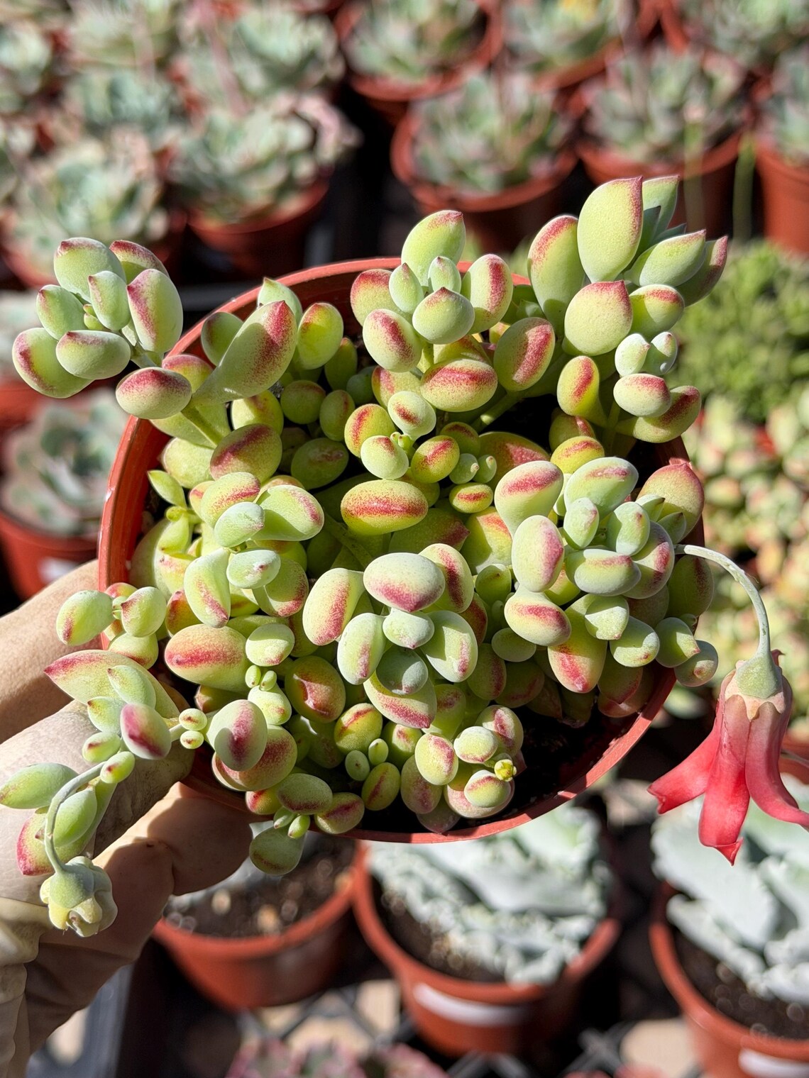 Cotyledon Pendens – Live Trailing Succulent