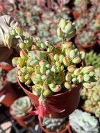 Cotyledon Pendens – Live Trailing Succulent