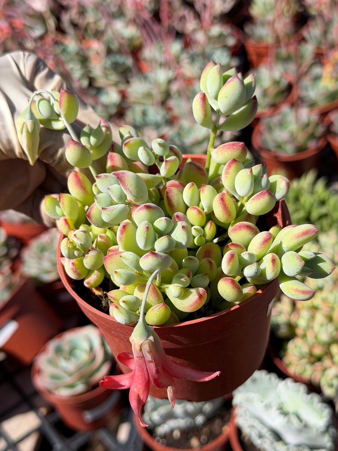 Cotyledon Pendens – Live Trailing Succulent