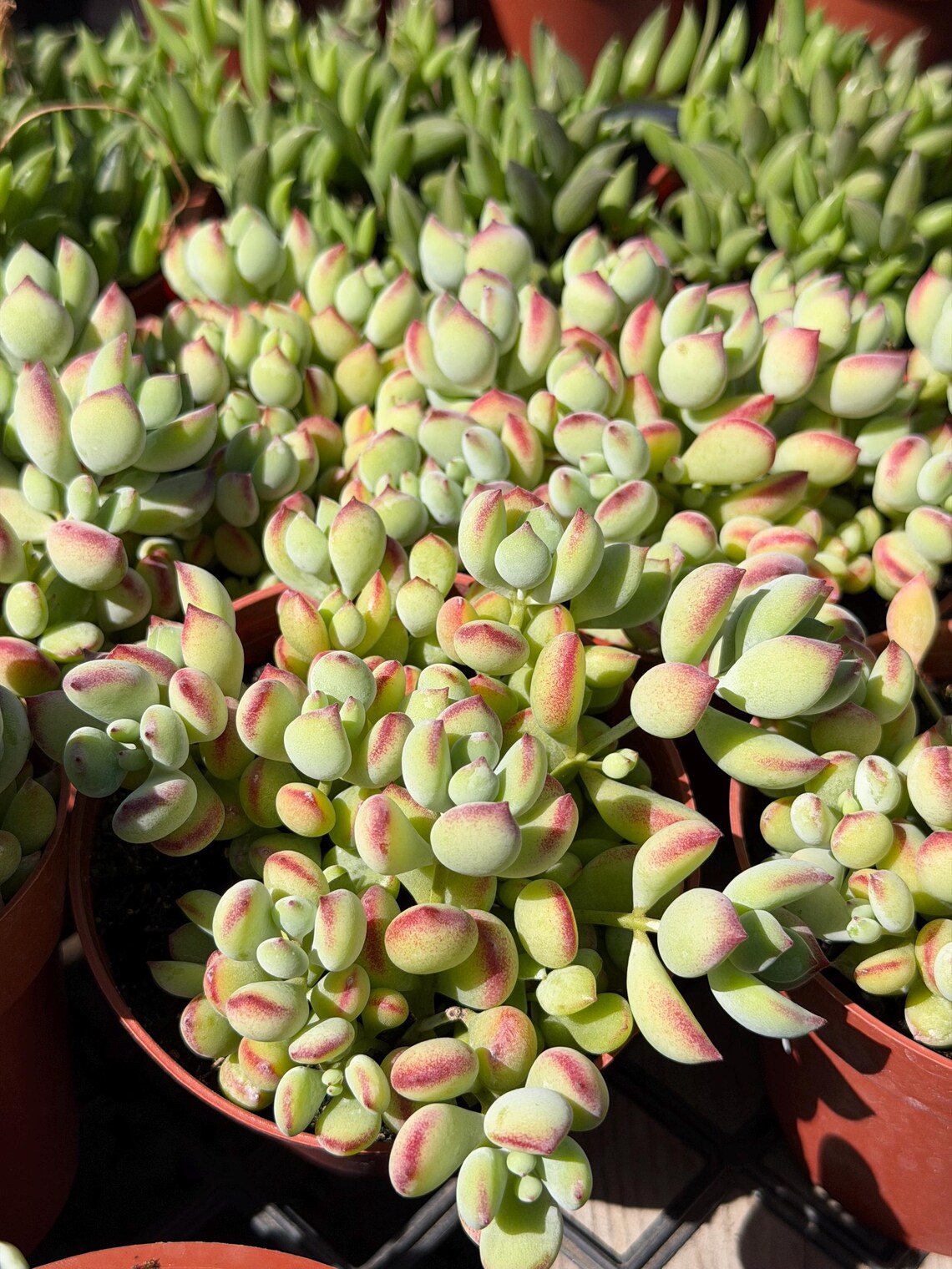 Cotyledon Pendens – Live Trailing Succulent