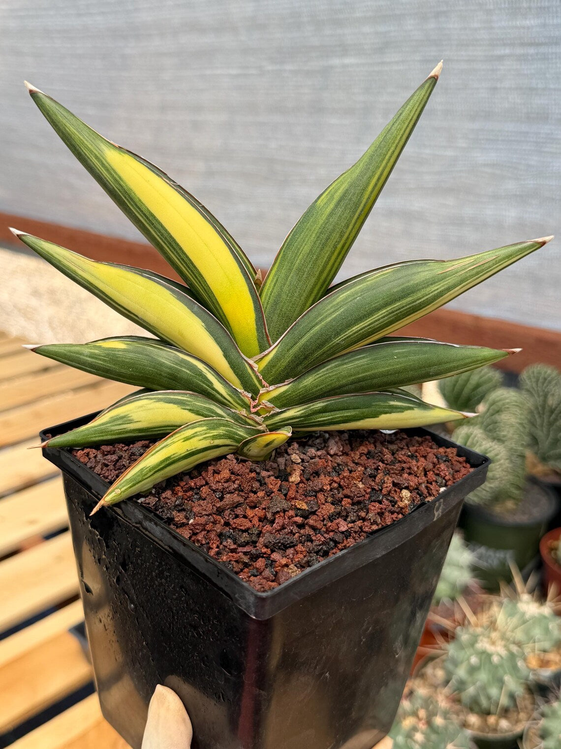 Variegated Sansevieria Sawaddee – Rare Snake Plant