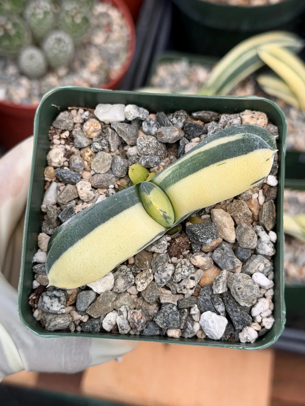 Rare Variegated Haworthia Succulent | Live Collector Plant #453