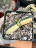 Rare Variegated Haworthia Succulent | Live Collector Plant #453
