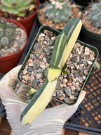 Rare Variegated Haworthia Succulent | Live Collector Plant #27
