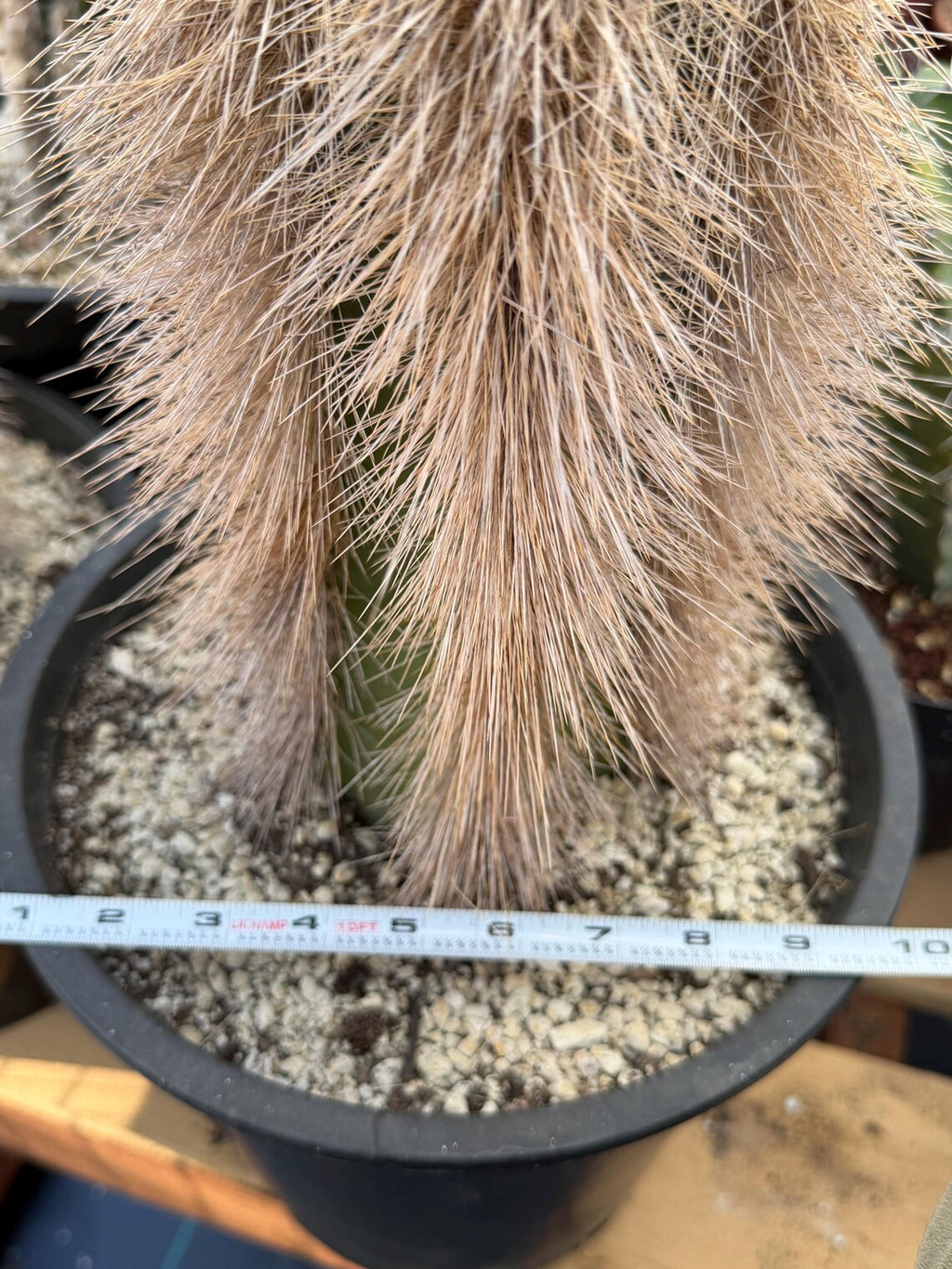 Woolly Rhino Columnar Cactus Cutting – Rare Live Cactus Plant