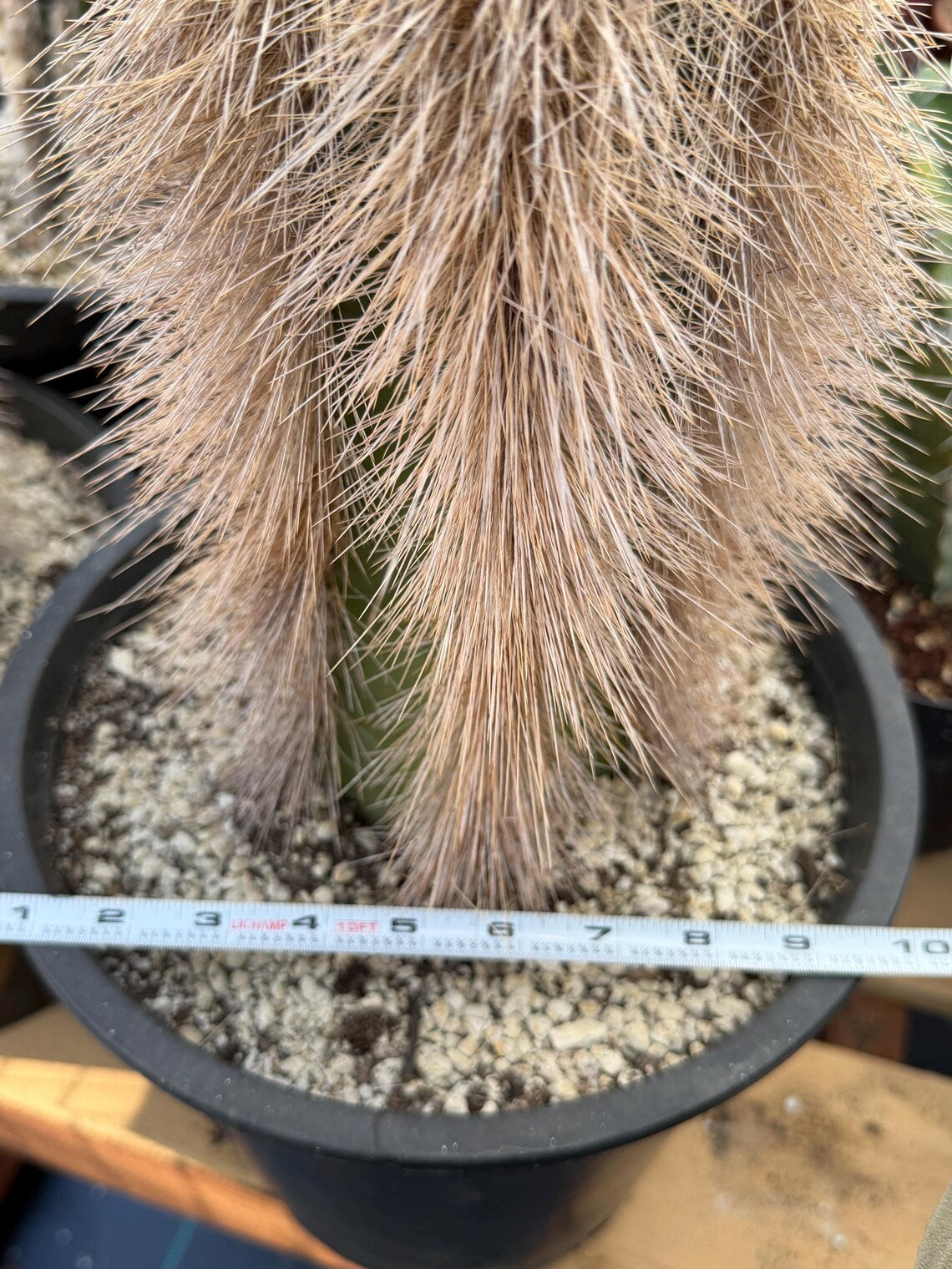 Woolly Rhino Columnar Cactus Cutting – Rare Live Cactus Plant