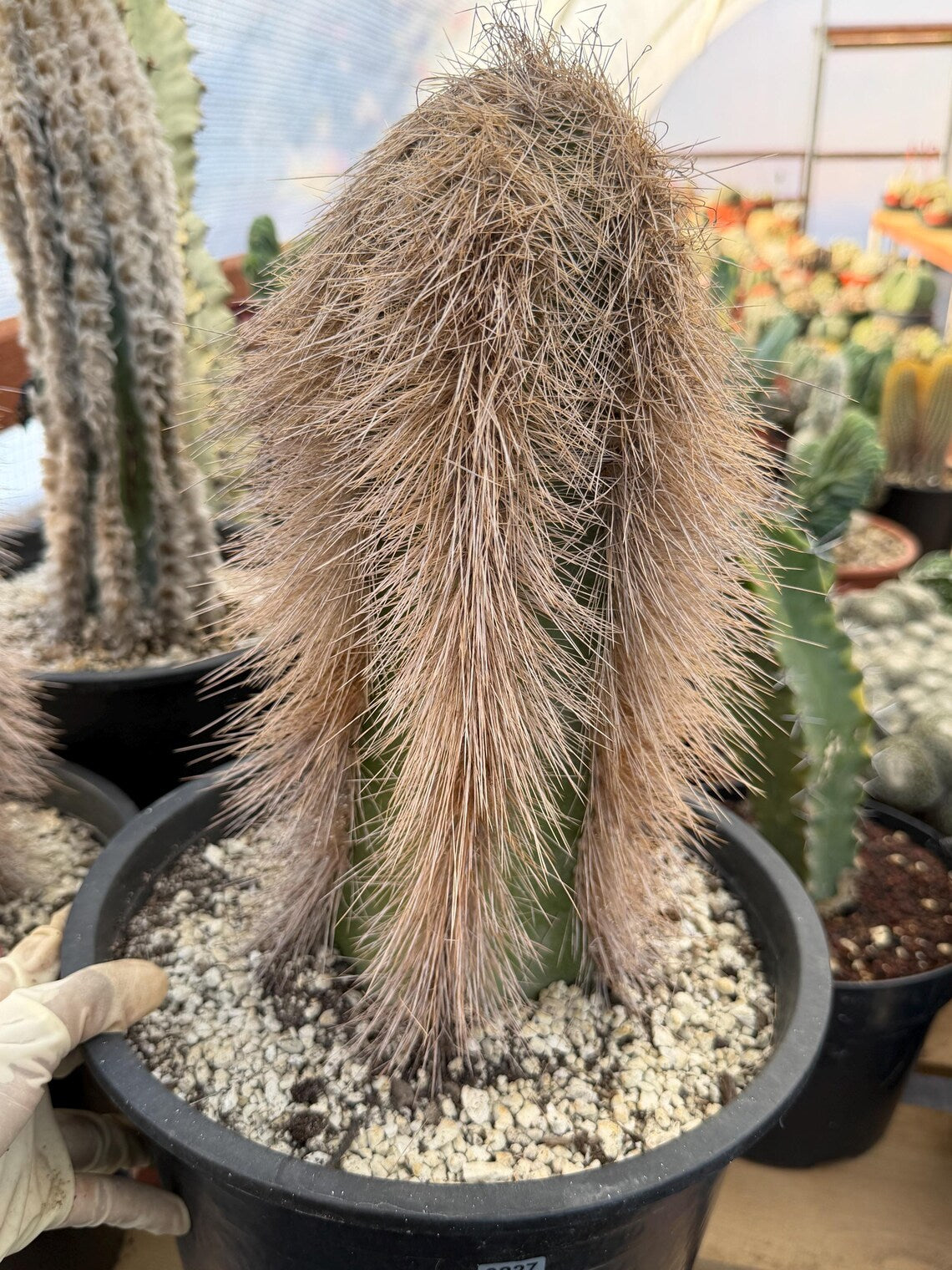 Woolly Rhino Columnar Cactus Cutting – Rare Live Cactus Plant