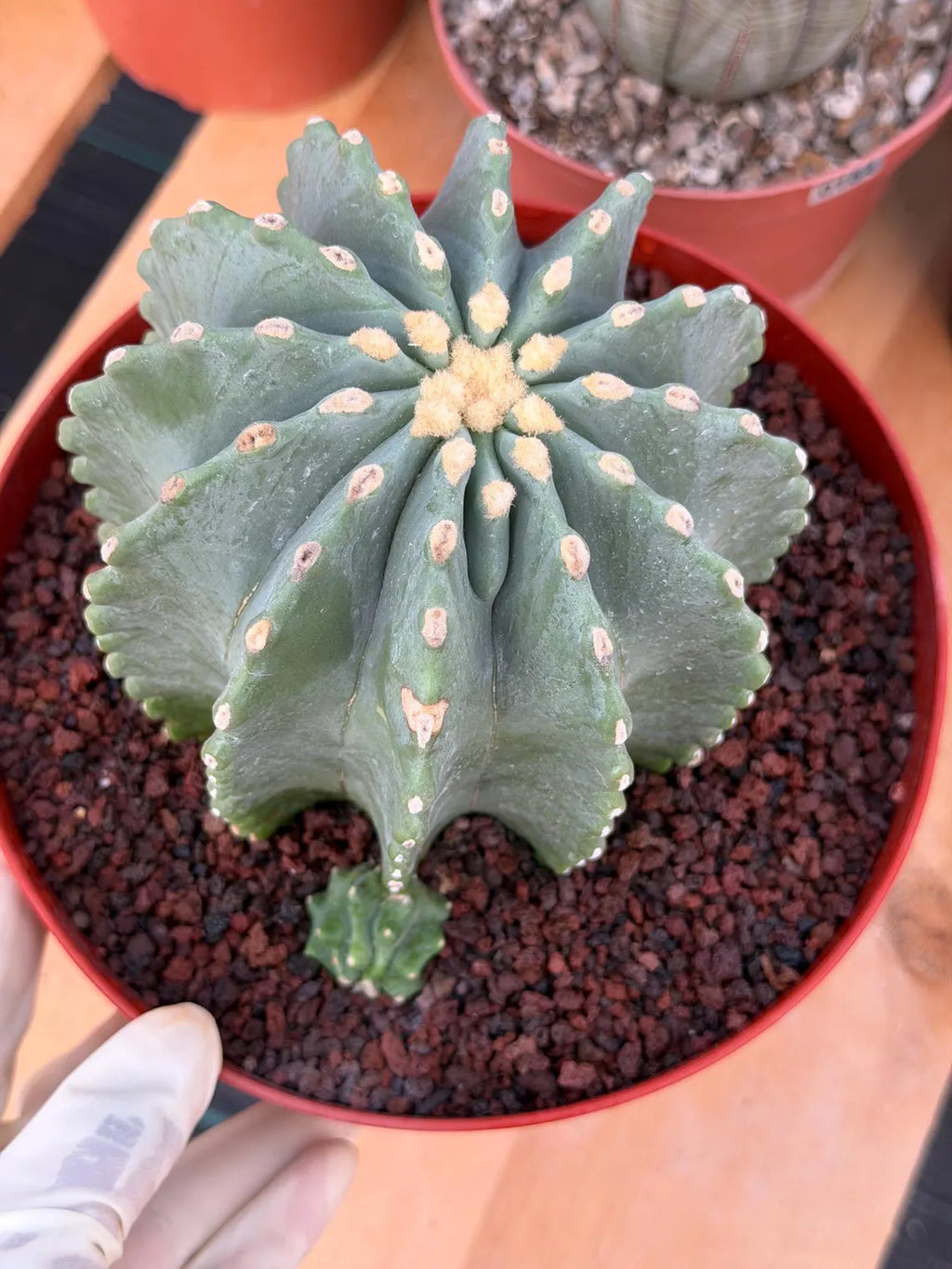 Ferocactus Glaucescens Inermis Cluster Rare Live Cactus With Pup – Exact Collector Specimen #285